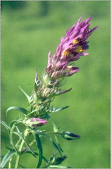 Melampyrum arvense