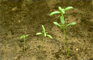 Linaria spartea
