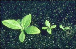 Plantago media