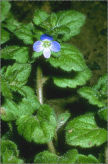 Veronica opaca