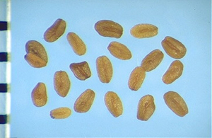Veronica peregrina