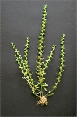 Veronica peregrina