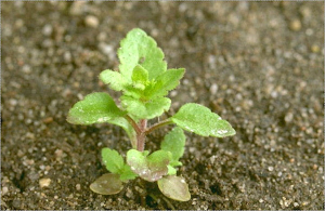 Veronica verna