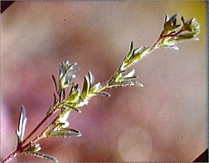 Veronica verna