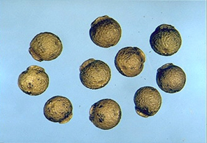 Fumaria densiflora