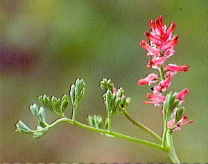 Fumaria densiflora