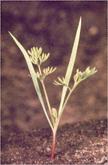 Fumaria vaillantii