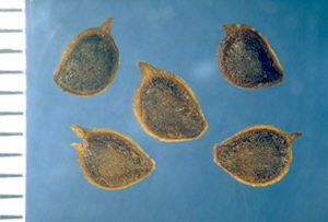 Ranunculus bulbosus
