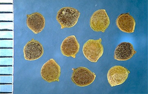 Ranunculus trilobus
