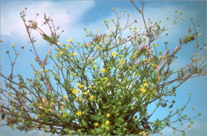 Ranunculus trilobus