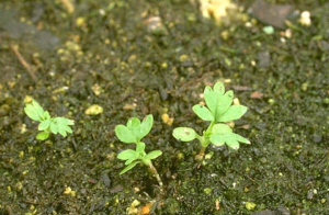 Aphanes microcarpa