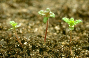 Odontites vernus
