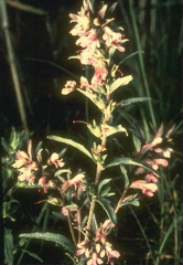 Odontites vernus