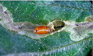 Liriomyza trifolii 