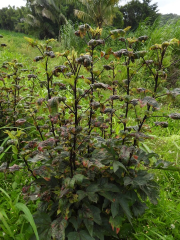 amrasca bigutulla