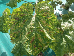 amrasca biguttula