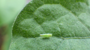 amrasca biguttula