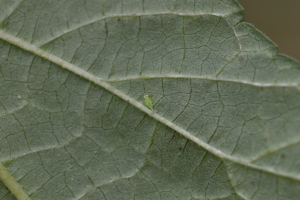 amrasca biguttula