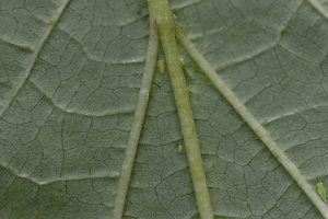 amrasca biguttula