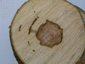 verticilliose_lariviere