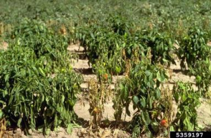 Phytophthora capsici 3