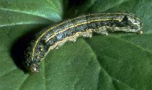 Spodoptera littoralis 2
