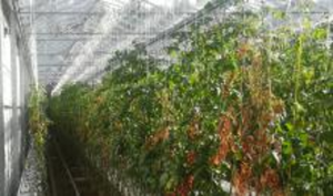 Tomato brown rugose fruit virus  2