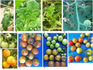 Tomato brown rugose fruit virus 4