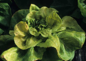 Tomato spotted wilt virus 7