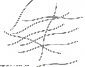 Virions flexueux de 15 nm de diamètre et d'environ 750 nm de long (type potyvirus). <b>Virus Y de la pomme de terre</b> (<i>Potato virus Y</i>, PVY)