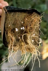 Brunissement de l'ensemble des racines contenues dans un cube de laine de roche. <b><i>Fusarium oxysporum</i> f. sp. <i>radicis-lycopersici</i> (FORL)</b> (<i>Fusarium</i> crown and root rot)