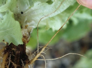Cette racine montre des lésions jaunâtres brunissant progressivement. <b><i>Sphingomonas suberifaciens</i></b> ("corky root")

