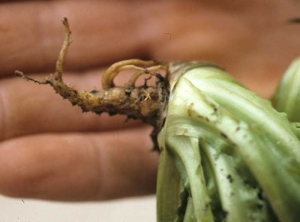 Cette jeune plante attaquée précocement par <b><i>Thanatephorus cucumeris</i></b> (<i>Rhizoctonia solani</i>, "damping-off") n'est pas morte prématurément. Elle dispose d'un système racinaire assez réduit ; de nombreuses racines et radicelles ne se sont pas formées ou ont disparu après avoir bruni et s'être nécrosées.
