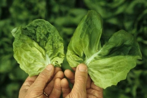 L'apparence plus large et l'épaississement des nervures induits par le  <b><i>Mirafiori lettuce big-vein virus</i></b>
(MLBVV, virus des grosses nervures de la laitue) sont en partie à l'origine de l'aspect fortement cloqué de la feuille de laitue localisée à gauche.