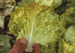 Jaunissement des nervures et des tissus contigus d'une feuille de laitue batavia. <b><i>Mirafiori lettuce big-vein virus</i></b>
(MLBVV, virus des grosses nervures de la laitue)