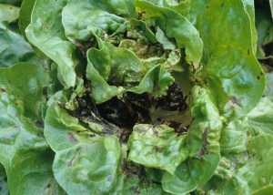 En présence d'eau libre durant une période prolongée, il n'est pas rare que les feuilles du c&oelig;ur et de la pomme pourrissent entièrement.
<b>Diverses bactéries</b>
