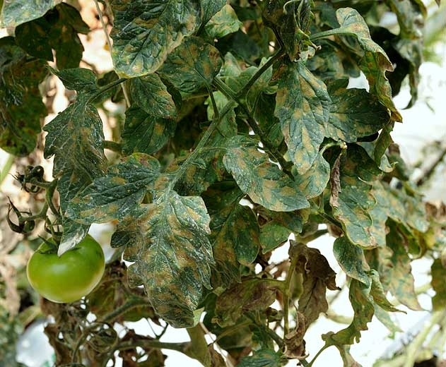 Molte macchie di un giallo più o meno marcato sono ben visibili sulle foglioline delle foglie basse di questo piede di pomodoro.
<b><i>Pseudocercospora fuligena</b></i> (cercosporiosi)