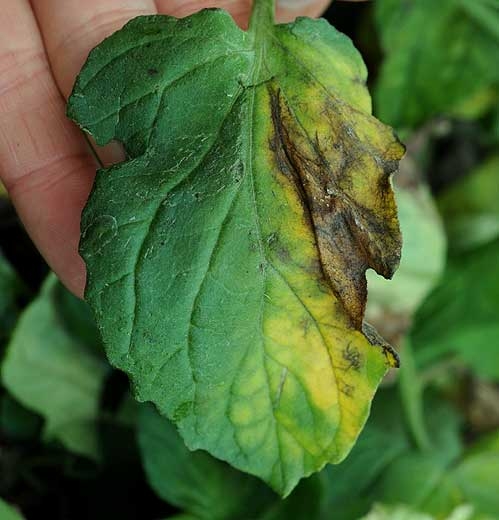 Ingiallimento unilaterale su foglio di pomodoro indotto da <i>Verticillium dahliae</i></b>. La zona clorotica inizia a necrosi. (verticillosi, <i>Verticillium</i> wilt)