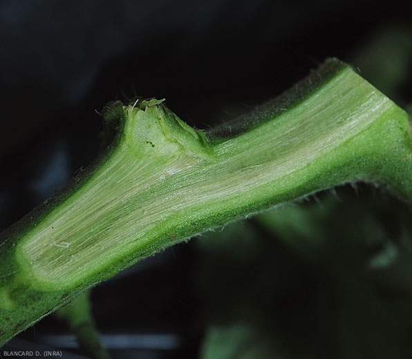 Un taglio longitudinale dello stelo rivela vasi da grigiastri a leggermente marroni. <b><i>Verticillium dahliae</i></b> (verticilliosi, <i>Verticillium</i> wilt).