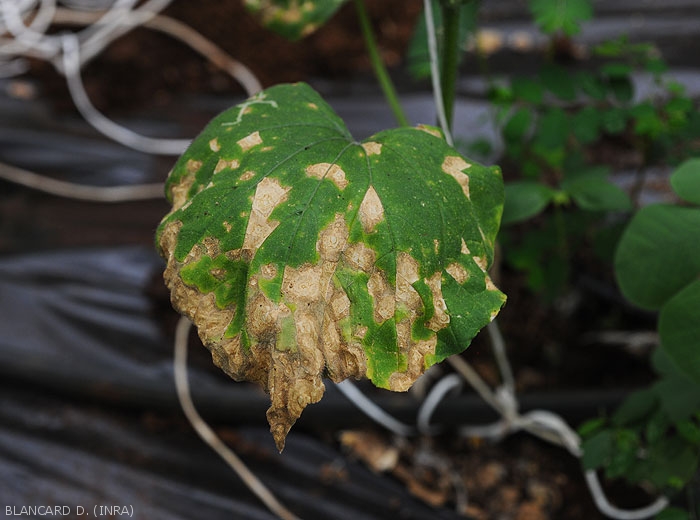 Corynespora-Concombre5