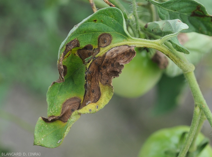 Corynespora-Tomate2