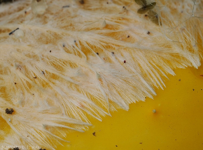 Sclerotium-Concombre2