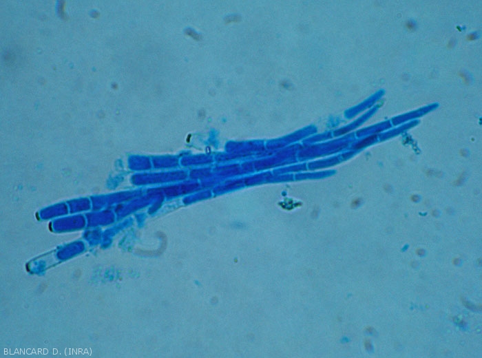 Cercosporiose-Pasteque6