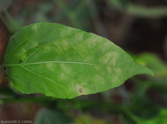 Leveillula5