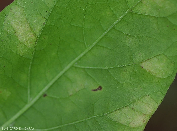 Leveillula6