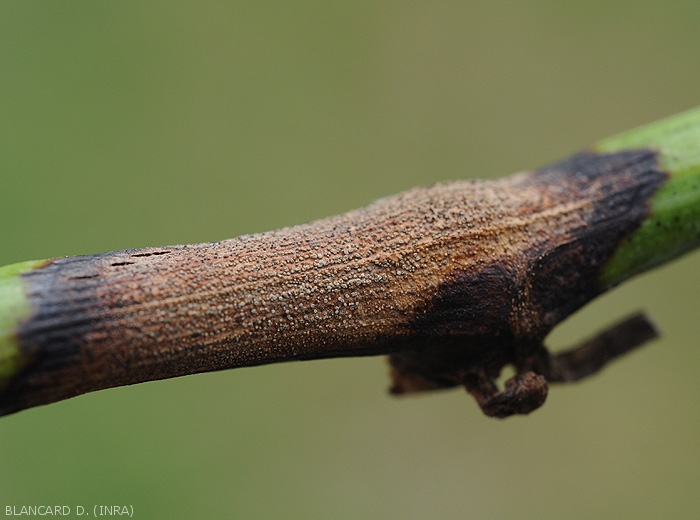 Particolare di una lesione causata da <i> <b> Pilidiella diplodiella </i> </b> su un tralcio di vite.
