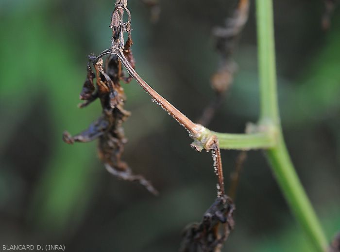 Rhizoctonia-Piment3