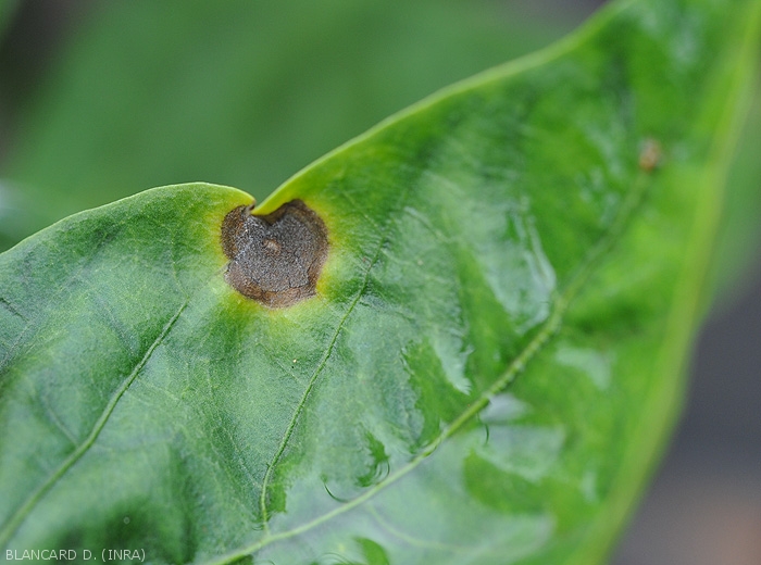 Colletotrichum_Piment9