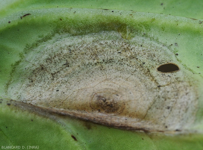 Détail sur chou de la discrête moisissure noirâtre qui couvre les tissus lésés du limbe à sa face inférieure. <i>Alternaria brassicicola</i> (alternariose)
