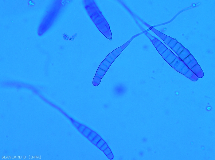 Alternaria-Tomate12